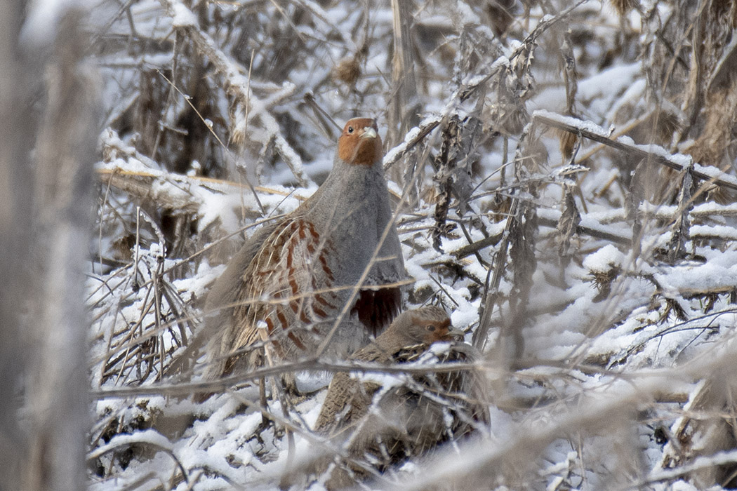 Gray Partridge
